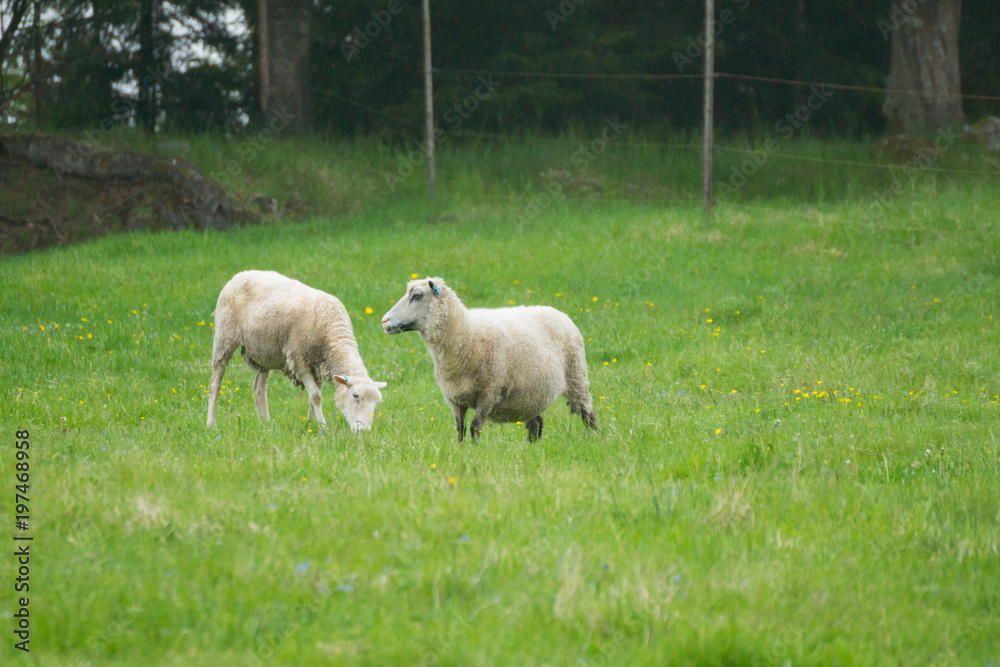 Obraz premium A herd of sheep is grazing on the green meadow on the Korteniemi Heritage Farm that is located in the Liesjärvi National Park, Finland, Europe