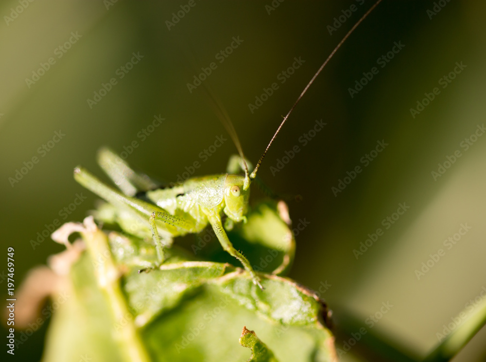 Grasshopper in green grass on nature Grasshopper in green grass on nature