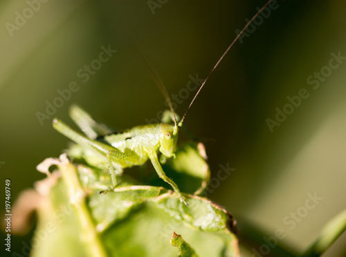 Grasshopper in green grass on nature