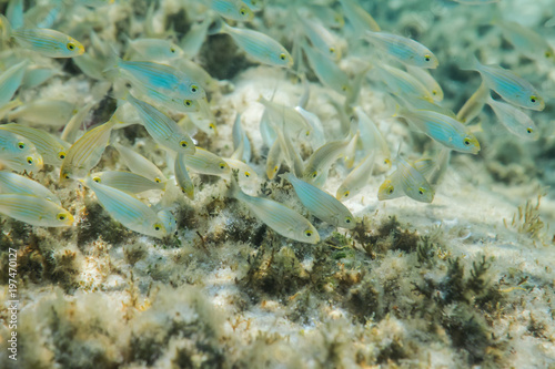 Passage Fish Salema