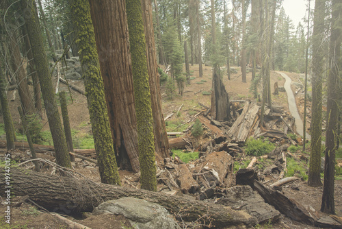 The beautiful vintage green forest like a fairytale at Sequoia National Park