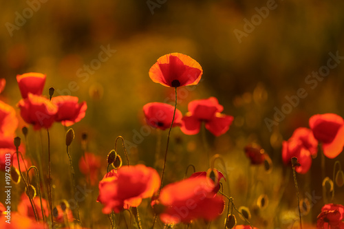 field poppies in the sunset. spring mood. red poppies in sunlight . the Wallpapers © Екатерина Переславце