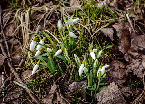 first snowdrops photo