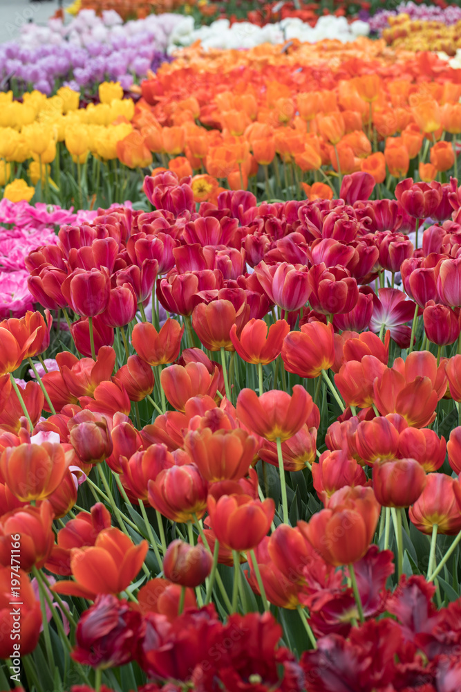 colorful tulips flowers blooming in a garden colorful tulips flowers blooming in a garden