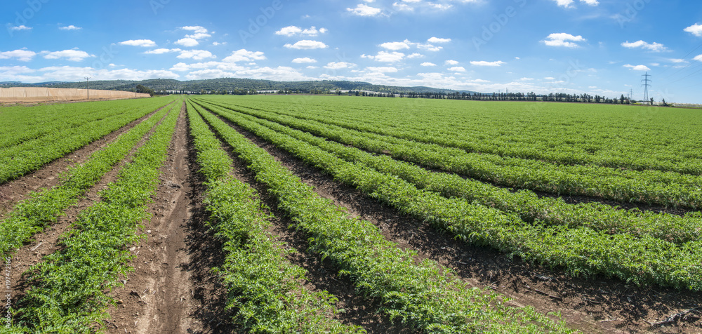 Panoramic view of rows of humus crops in a field