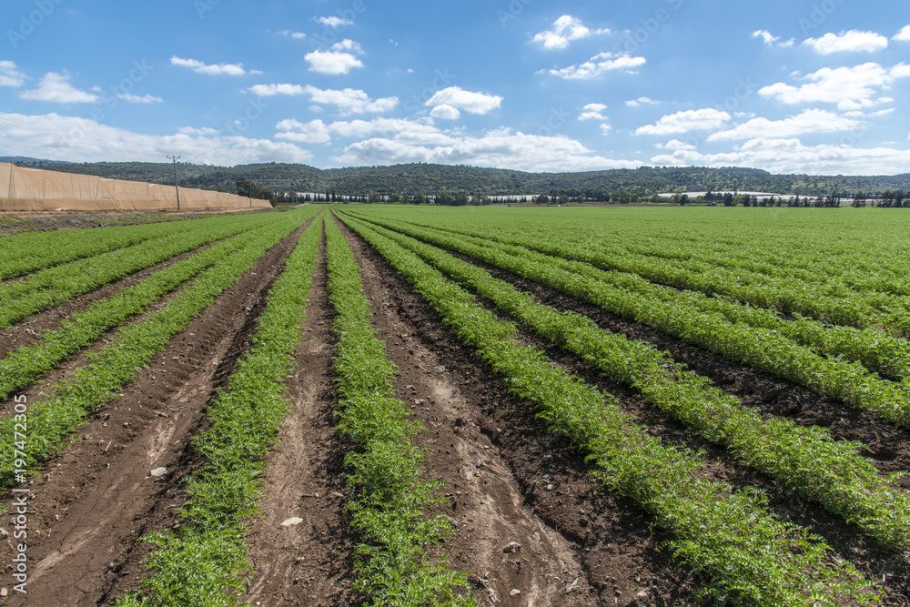 Rows of humus crops in a field