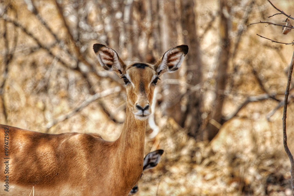 Kudu Female in Ruaha National Park, Tanzania Kudu Female in Ruaha National Park, Tanzania