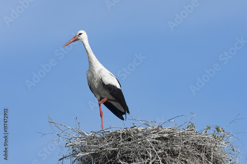 White stork in the nest on blue sky background close-up
