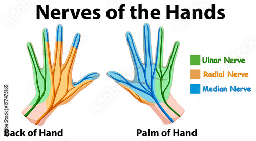 Diagram showing nerves of hands