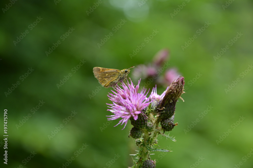 Motyl na kwiatku