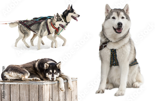 Siberian Husky in front of a white background.