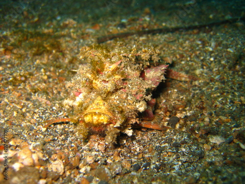 Skorpionsfisch