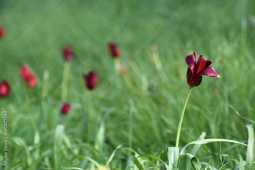 Fototapeta premium red wild tulips growing in the field of North Cyprus