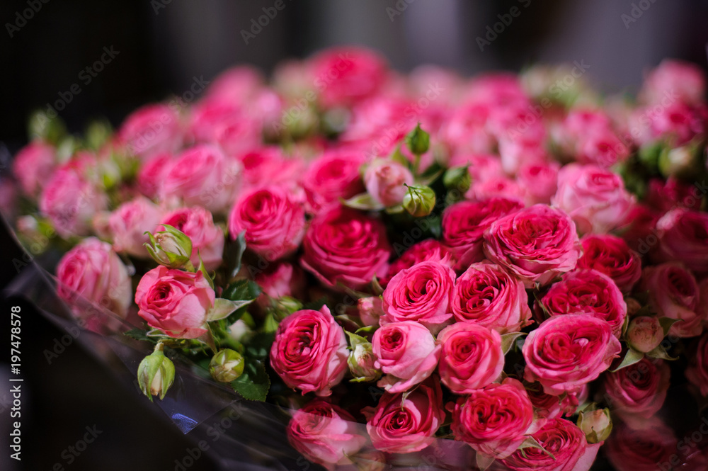 Background of a amazingly beautiful crimson pink roses