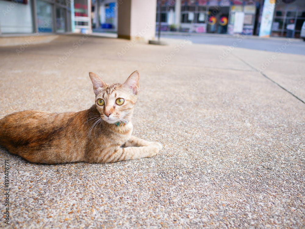 Brown cat lying on the street
