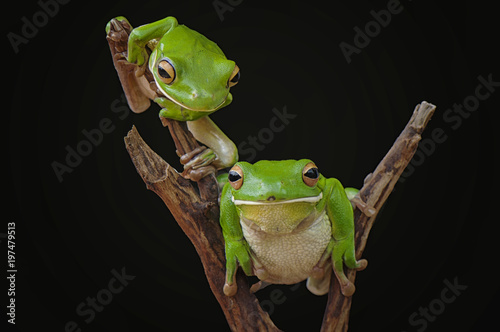 whitelips tree frogs photo