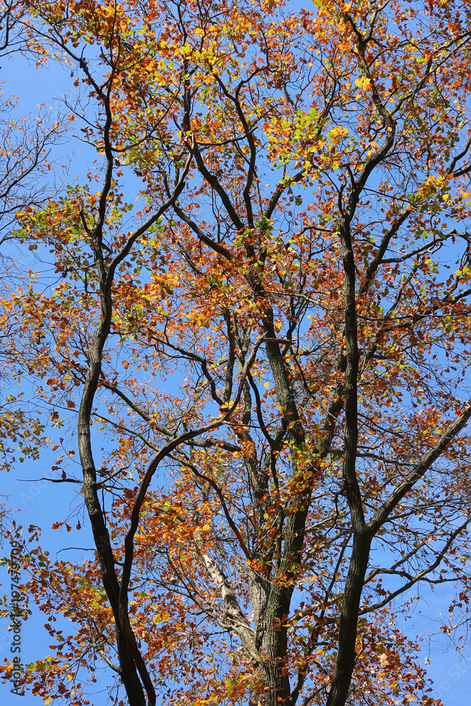 Branches with yellow leaves against the blue sky as background. Branches with yellow leaves against the blue sky as background.