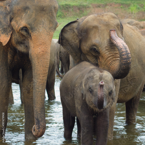 Canvas Print Elephant family by the river