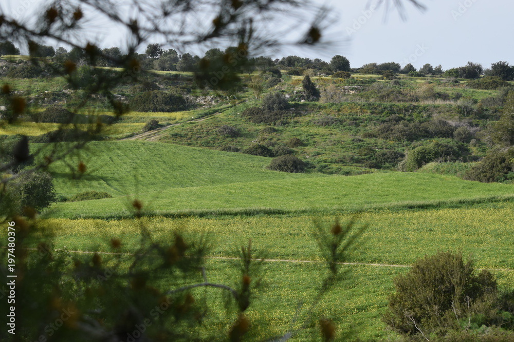 green summer field in northern Cyprus