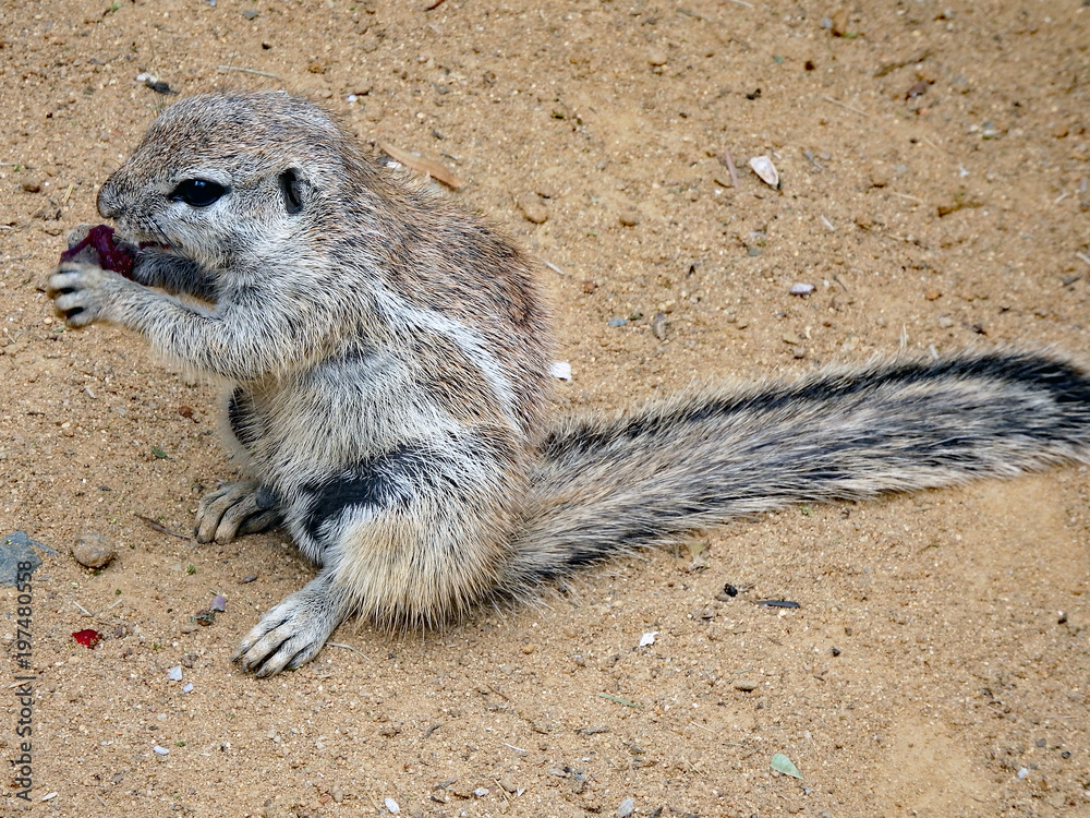 Obraz premium Cape Ground Squirrel