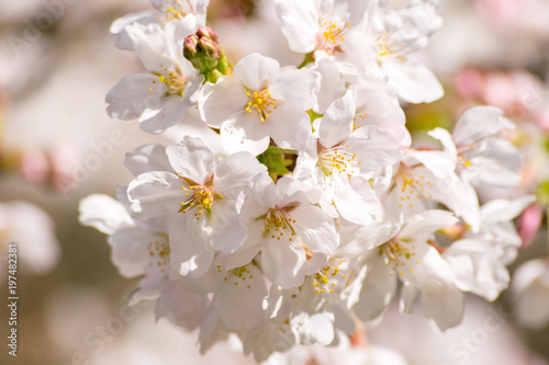 暖かな光の中で咲く桜の花