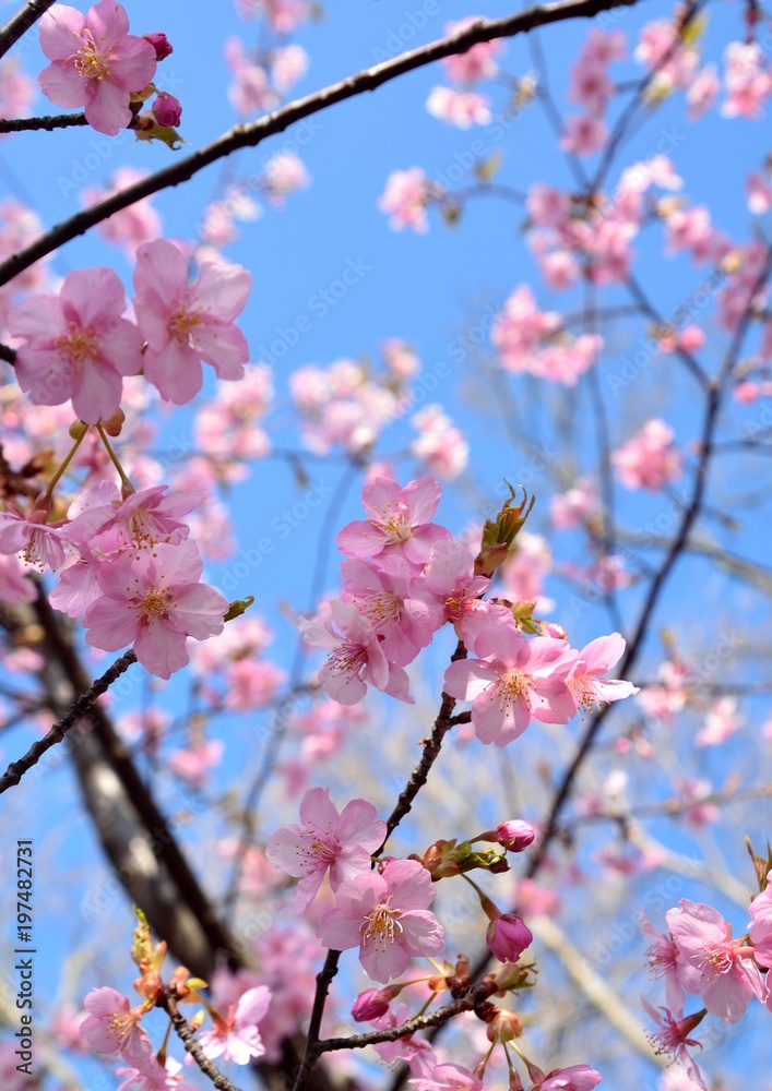 青空を背景にピンク色桜の花