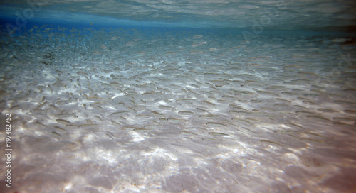 underwater world - school of tiny bright hardyheads fish swimming in a clear blue water over coral reef sandy bottom, in Guraidhoo island, Maldives