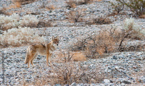 Coyote stanting in the distance of rocky and rugged terrain of Death valley national park