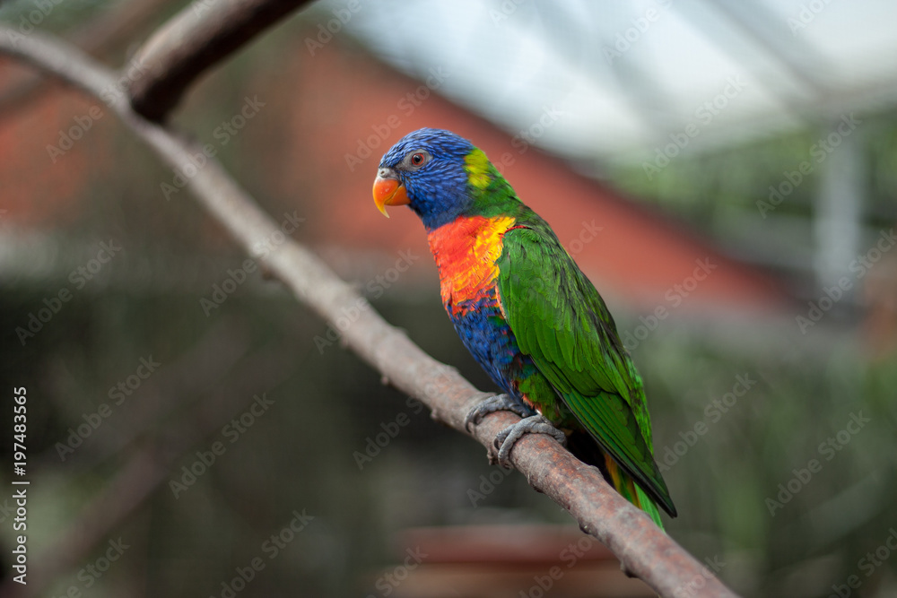 Naklejka premium Bird Lori