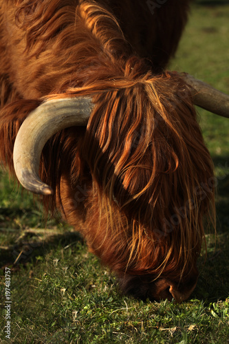 Highland cow in the sunlight photo