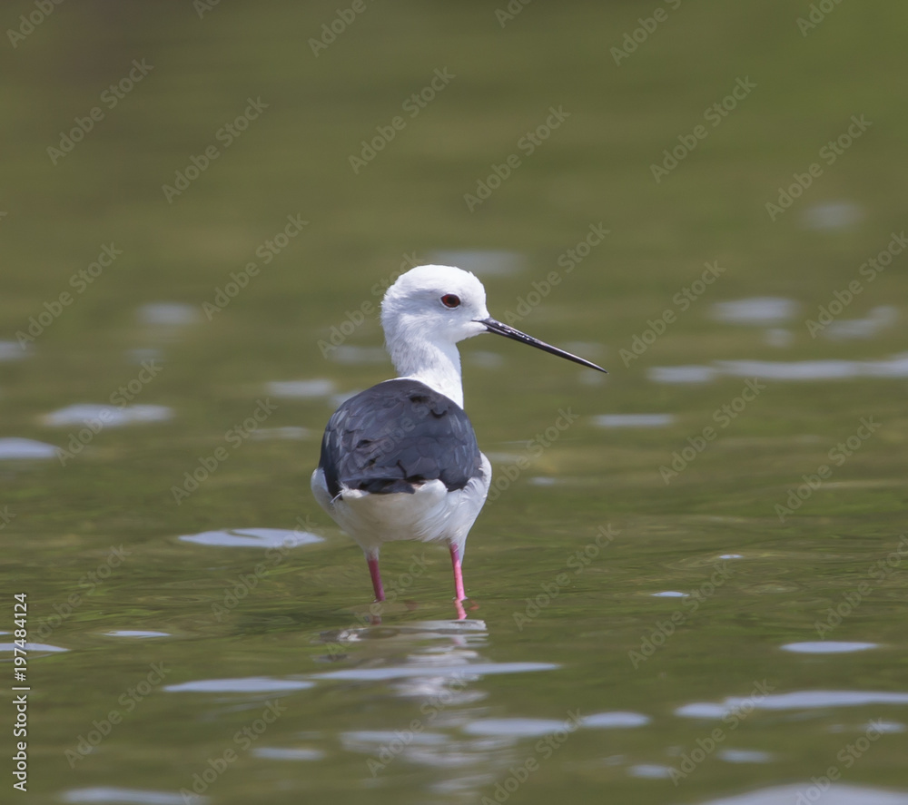 Black-winged Stilt (Himantopus himantopus)