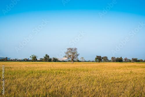 Beautiful landscape of rice field in Thailand