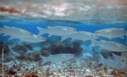 white group of fish swimming in a clear blue water in Maldives, Asia on a sunny day