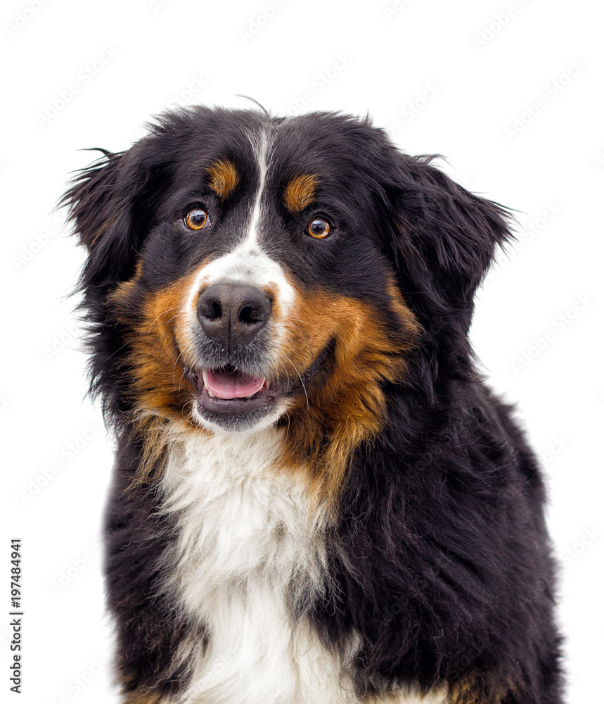 portrait of a Bernese Mountain Dog