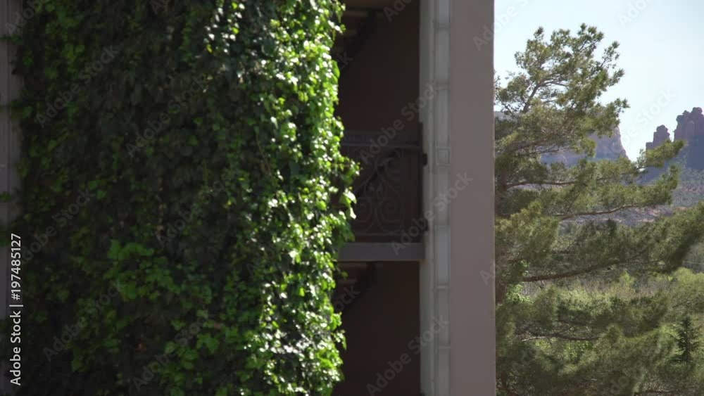 Climbing plant Climbing plant