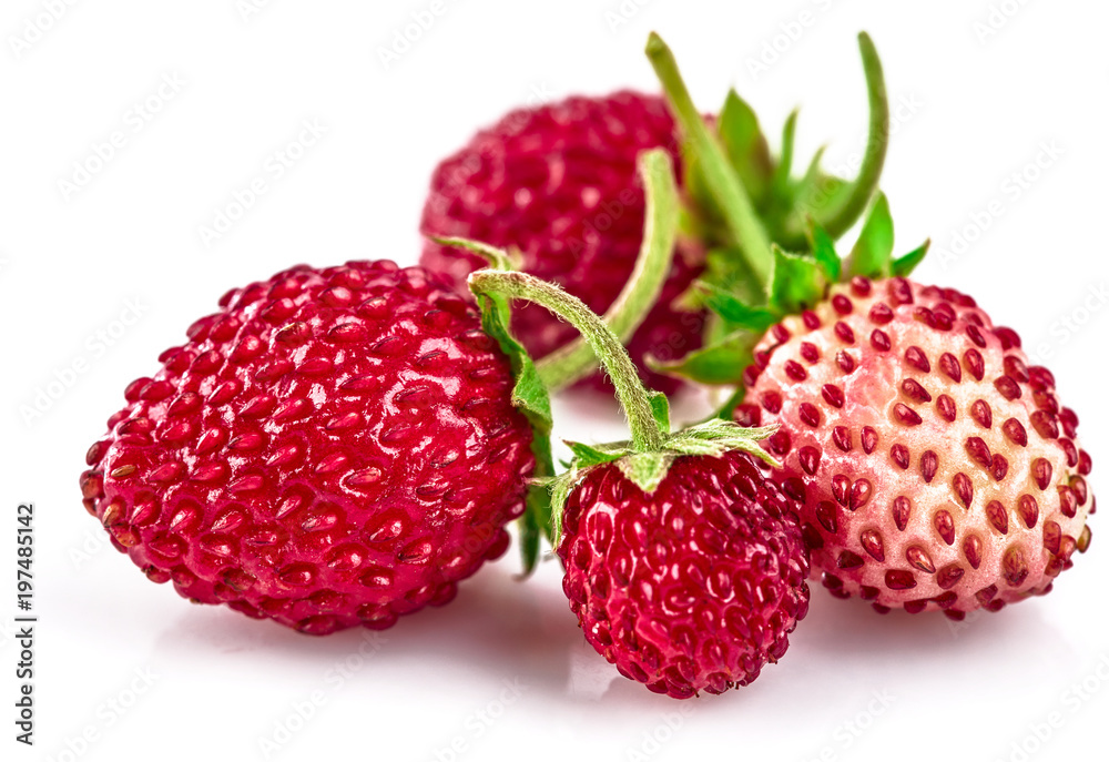 Berry wild strawberry with green leaves handful fresh Berry wild strawberry with green leaves handful fresh