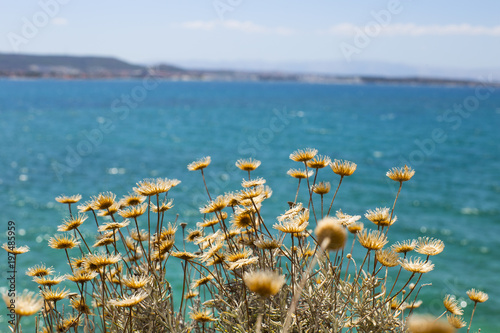Sea view with yellow flowers: Iskele village at Cesme, Izmir, Turk