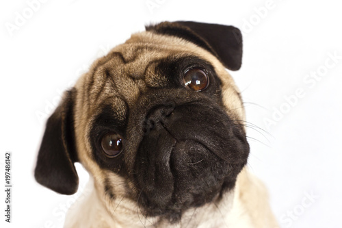 The pug dog sits and looks directly into the camera. Sad big eyes.