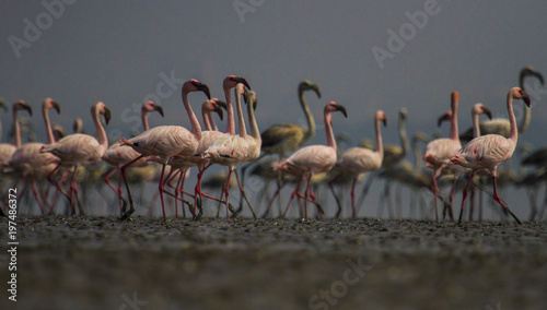 Flamingos near Vashi creek in Mumbai, India.