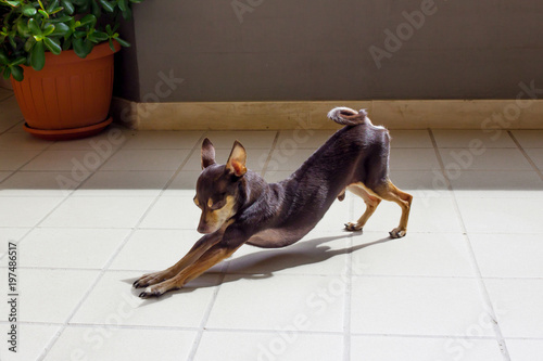 Decorative Russian Toy Terrier photo