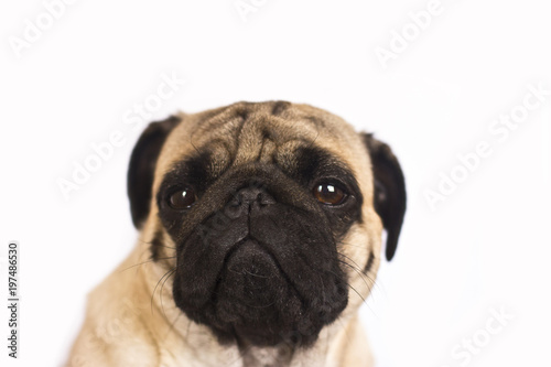 The pug dog sits and looks directly into the camera. Sad big eyes. © Anna