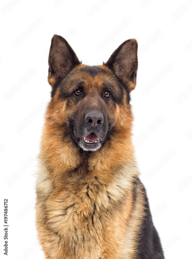 German Shepherd dog portrait looks - obrazy, fototapety, plakaty 