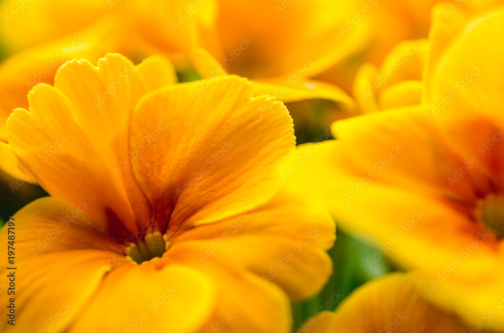 Yellow primrose flower. Selective focus. Yellow primrose flower. Selective focus.