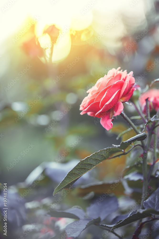 Fototapeta premium Red garden rose. Flower in flowerbed in morning fresh sunshine