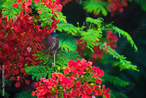 A bird sits on a branch of a tree with red flowers, Butorides virescens. photo