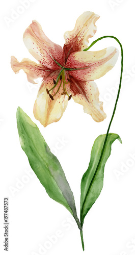 Beautiful tiger lily flower on a stem with green leaves. Watercolor painting. Floral illustration. Hand painted. Isolated on white background.