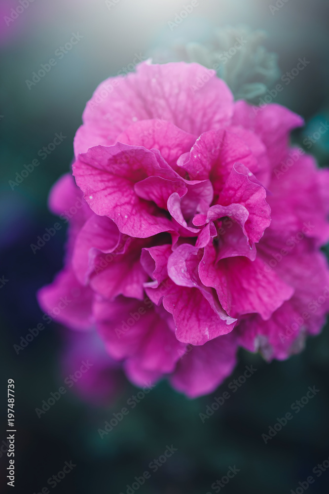 Beautiful big pink lilac flower on green background. Outdoor nature photo