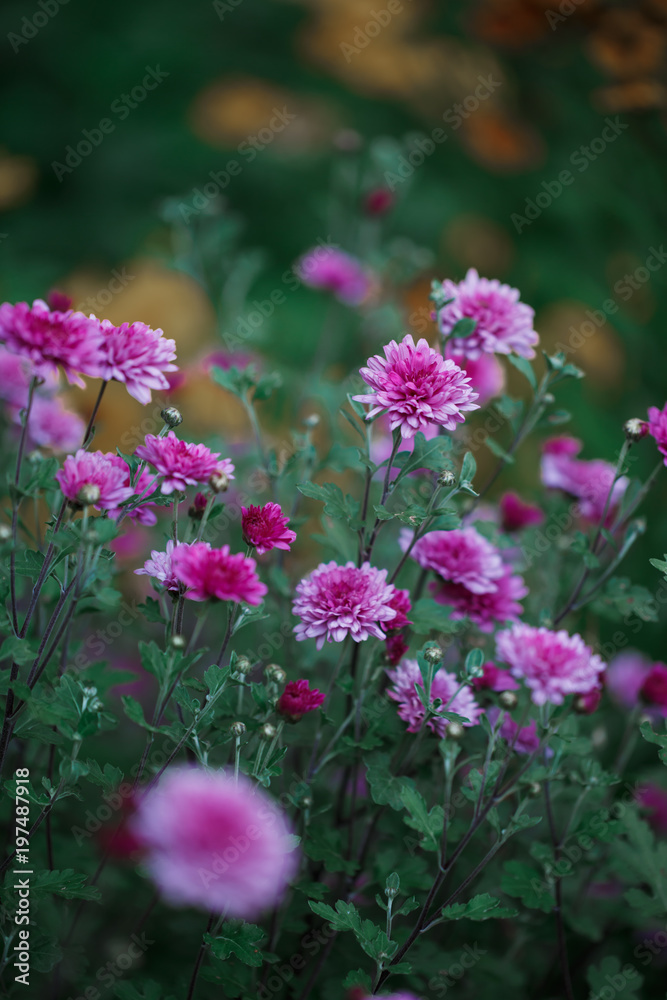 Lilac pink flowers in flowerbed in garden. Green grass Lilac pink flowers in flowerbed in garden. Green grass