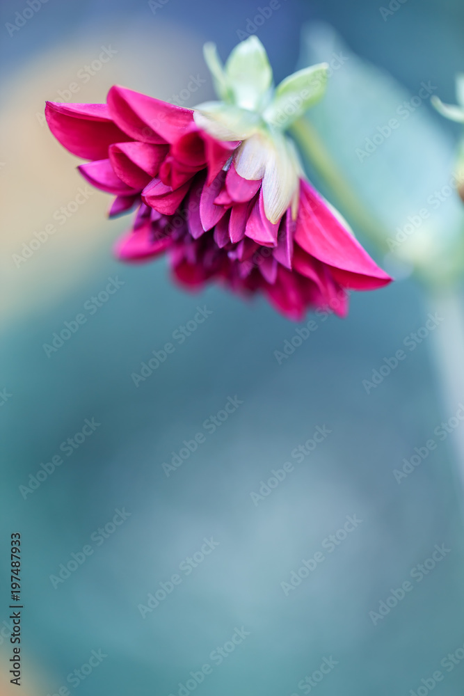 Fototapeta premium Big garden flower on nature green blue light background. Nature macro closeup photo