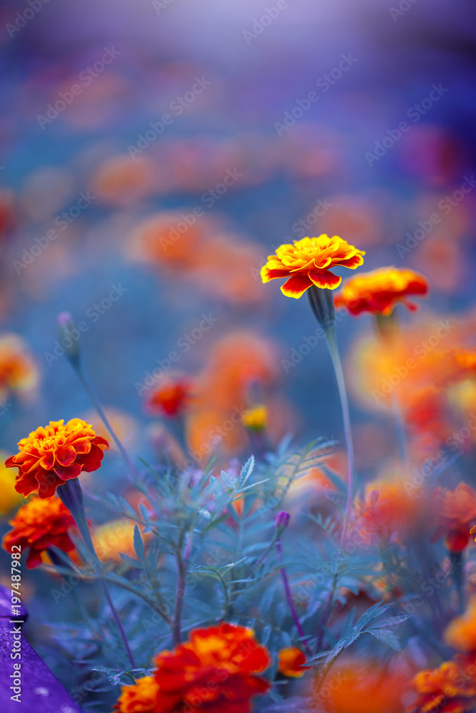 Red orange pink flowers in flowerbed. Macro flowers. Outdoor photo with unusual colors Red orange pink flowers in flowerbed. Macro flowers. Outdoor photo with unusual colors